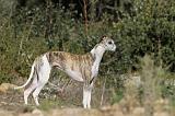 WHIPPET 124